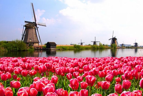 Campus Culture | Studying Abroad in Netherlands